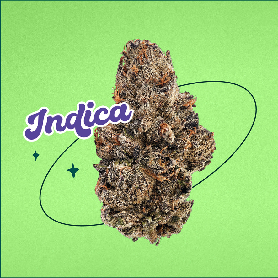 Gros plan sur un bourgeon de cannabis aux reflets violets et verts, sur un fond vert clair. Le mot « Indica » est écrit en lettres cursives violettes et en gras, avec des étoiles décoratives et une ligne noire courbe autour du bourgeon.