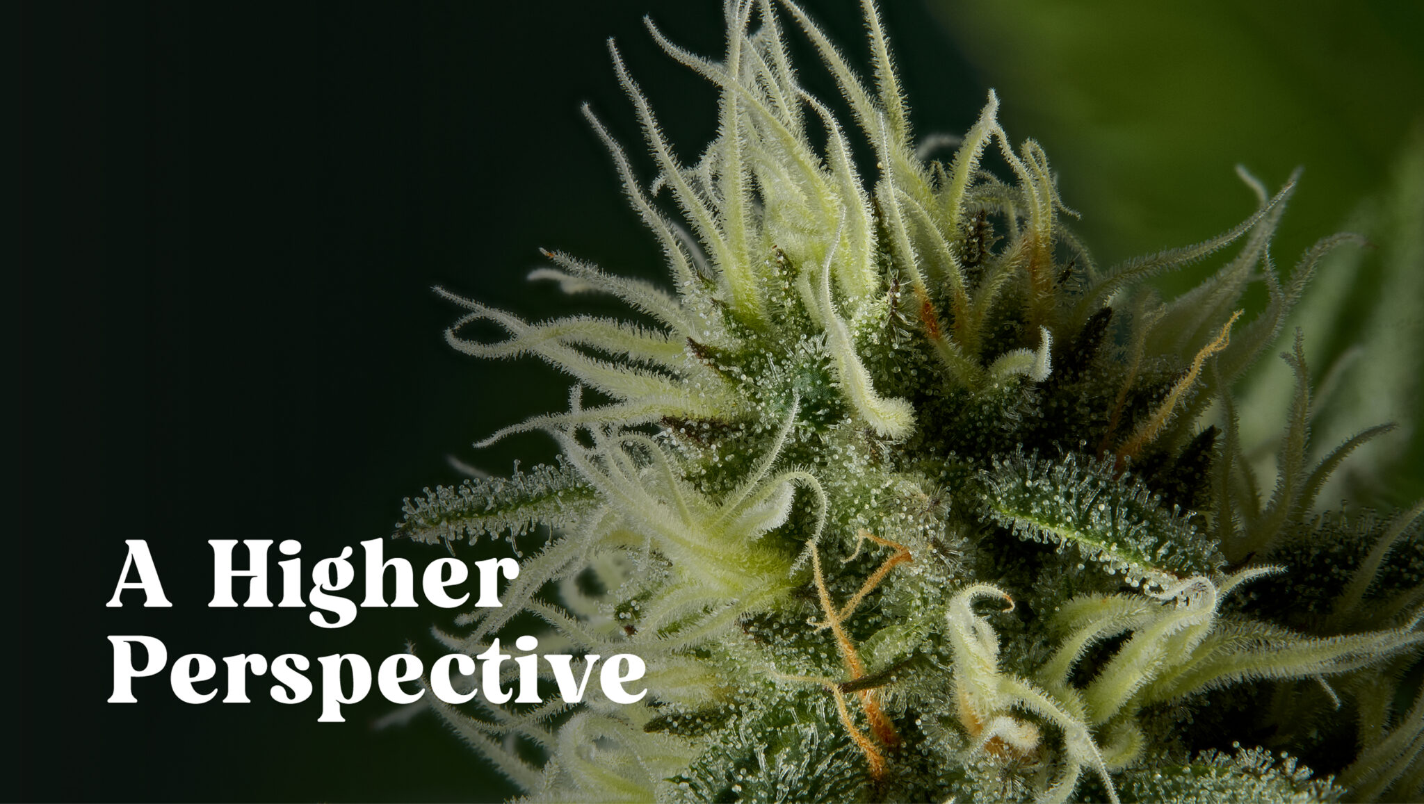 Gros plan sur un bourgeon de cannabis présentant des trichomes blancs et des pistils, sur fond vert foncé. Le texte « A Higher Perspective » apparaît en lettres blanches en gras sur le côté gauche.