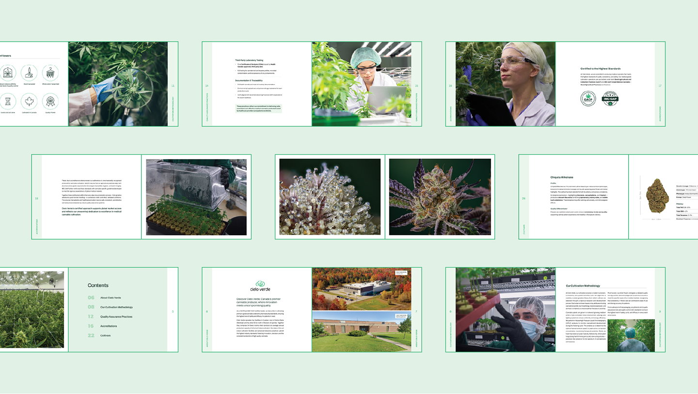Mise en page numérique d'une brochure comportant des images de scientifiques, de plantes, de bourgeons de cannabis, d'installations de laboratoire et d'extérieurs d'établissements, accompagnées de textes et d'icônes liés à la culture, à la recherche et au contrôle qualité.