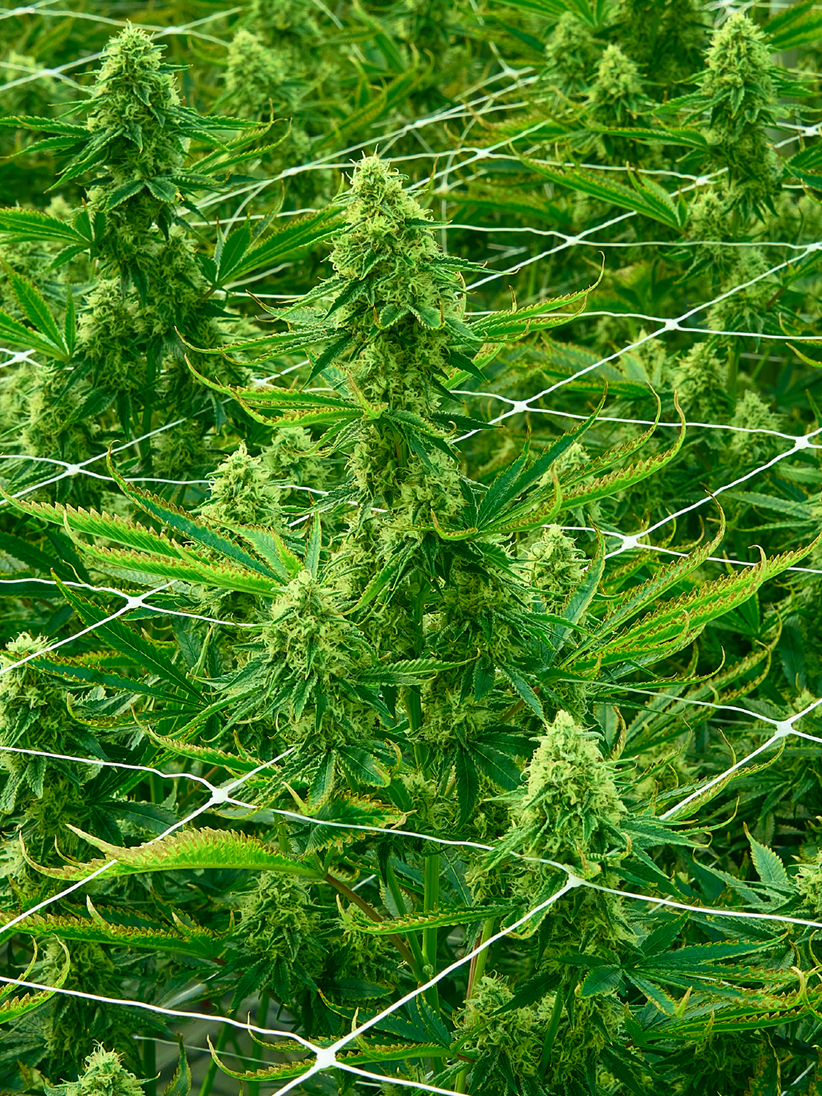 Plusieurs plants de cannabis aux têtes vertes et denses poussent à la verticale, soutenus par un treillis blanc. Le feuillage est éclatant et luxuriant, et les plants sont disposés très près les uns des autres dans une installation de culture en intérieur.
