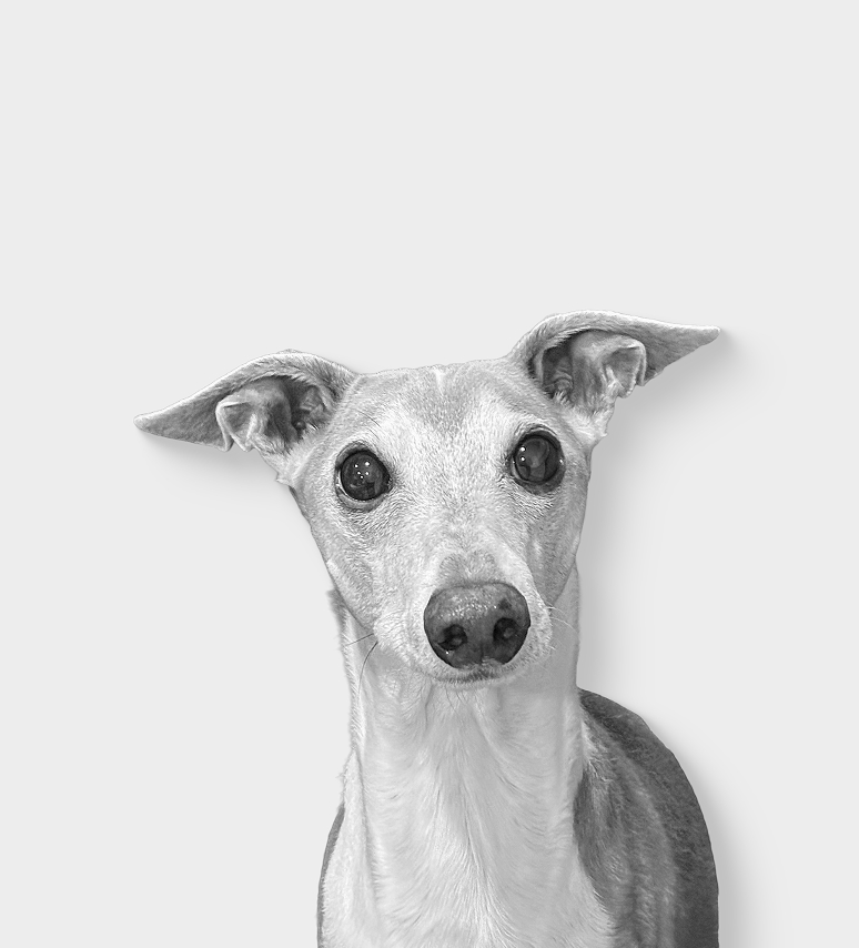 Photo en noir et blanc d'un chien aux grands yeux vifs et aux oreilles dressées sur les côtés, regardant droit vers l'objectif sur un fond clair et uni.